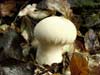 lycoperdon perlatum